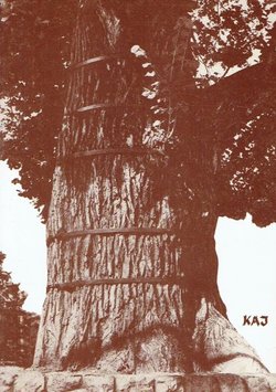 Revolucionarne i povijesne tradicije Hrvatskoga zagorja i Prigorja od Gupca do Tita (Kaj XVII/1/1984)